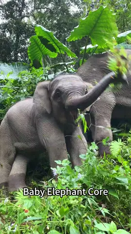 Baby Elephant Core🐘#foryou #foryoupage #funnyvideos #funnyanimals #funnytiktok#fyp #animal #animals #elephant #babyelephant