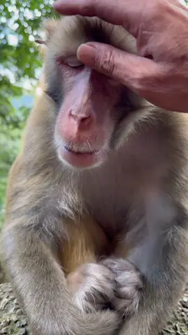 Are all monkeys like this?#fouyou #animal #funnyvideo #monkey #funny 
