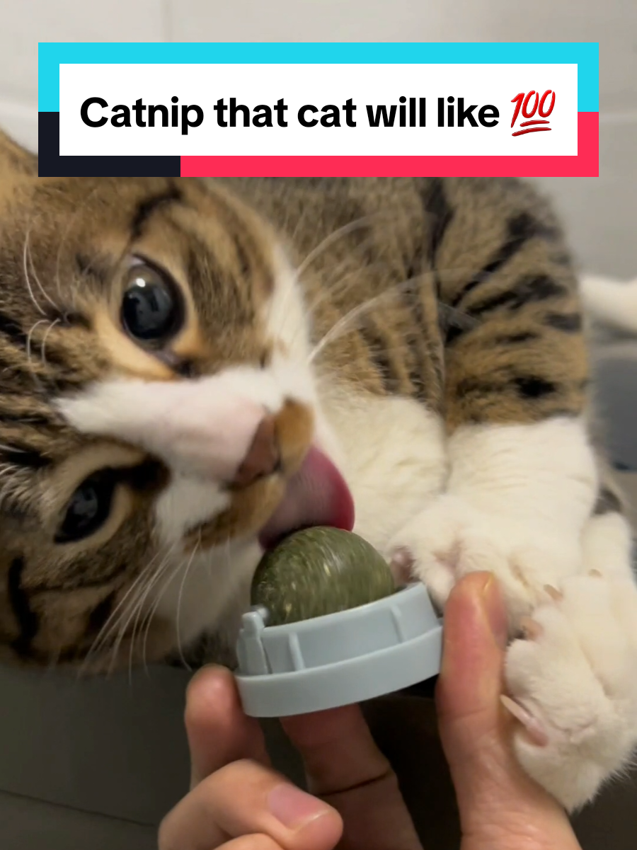 your cat will like it 💯🐈,click the link to get one🥰#catsoftiktok #catnip  #cats #cattoys #CapCut 