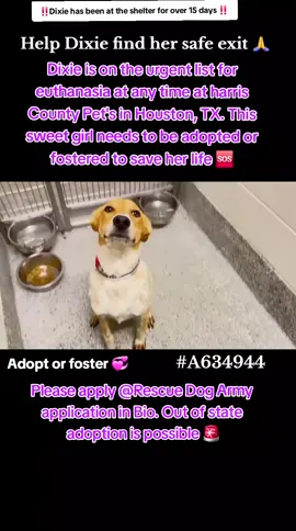 📣📣 URGENT 📣📣 Dixie is on the urgent list for euthanasia ☠️ at any time 🕐 at harris County Pet's in Houston TX. This sweet girl needs to be adopted or fostered to save her life 📣🆘️🆘️🆘️🆘️🆘️🆘️🆘️🆘️📣 Please consider fostering if you are unable to adopt it would save Dixie's life 🙏💖🙏💞🙏 Name . Dixie 💕 ID #A634944  Co kenneled.  Dog friendly 💞 If you can foster or adopt please apply @Rescue Dog Army  application in Bio ASAP.  OUT OF STATE ADOPTION IS POSSIBLE.  Please help Dixie find her safe Exit out of the shelter and in to her forever loving home ❤️🏡❤️ Please message me if you have any questions.  Address  Harris County Pet's shelter.  612 Canino Rd in Houston texas.  #adopt #rescue #foster #resuedogarmy #savealife #harriscountypets #euthlist #FYP #urgentshelterdogs #dogsoftiktok #doggo #fosteringsaveslives #houston #texas #help #urgent #hero 
