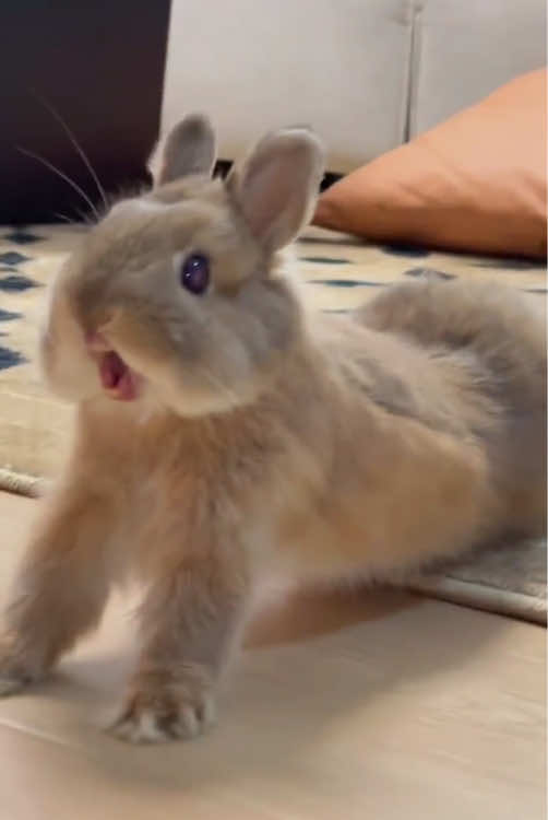 Cute rabbits.#rabbit #bunny #cutebaby #
