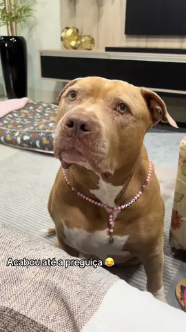Viu o pão de queijo a preguiça foi embora 😂 #foryou#fy#pitbull#animaisnotiktok#pets#viral#tiktok#cachorrosfofos#foryoupage#animais#fyp 