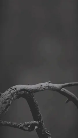 کسانی که تو را دوست دارند، بدونی کدام دلیل می‌مانند#✋ #🖤#🦅 #🦅eagle🦅 