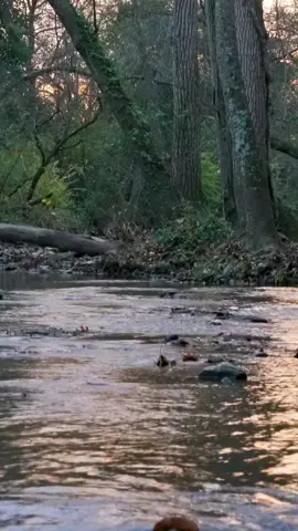 No music. No voiceover. Just 2 minutes of a creek that’s been here long before you and will be here long after. It doesn’t want your likes, your hustle, or your plans. It just moves. #slowliving #quietplace #relaxingvideos #naturevibes #traveltiktok #travelmood #mindfulness #slowtv 