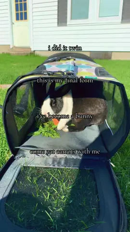 come join me twin #dutchrabbit #bunny #rabbit #rabbitsoftiktok #fyp 
