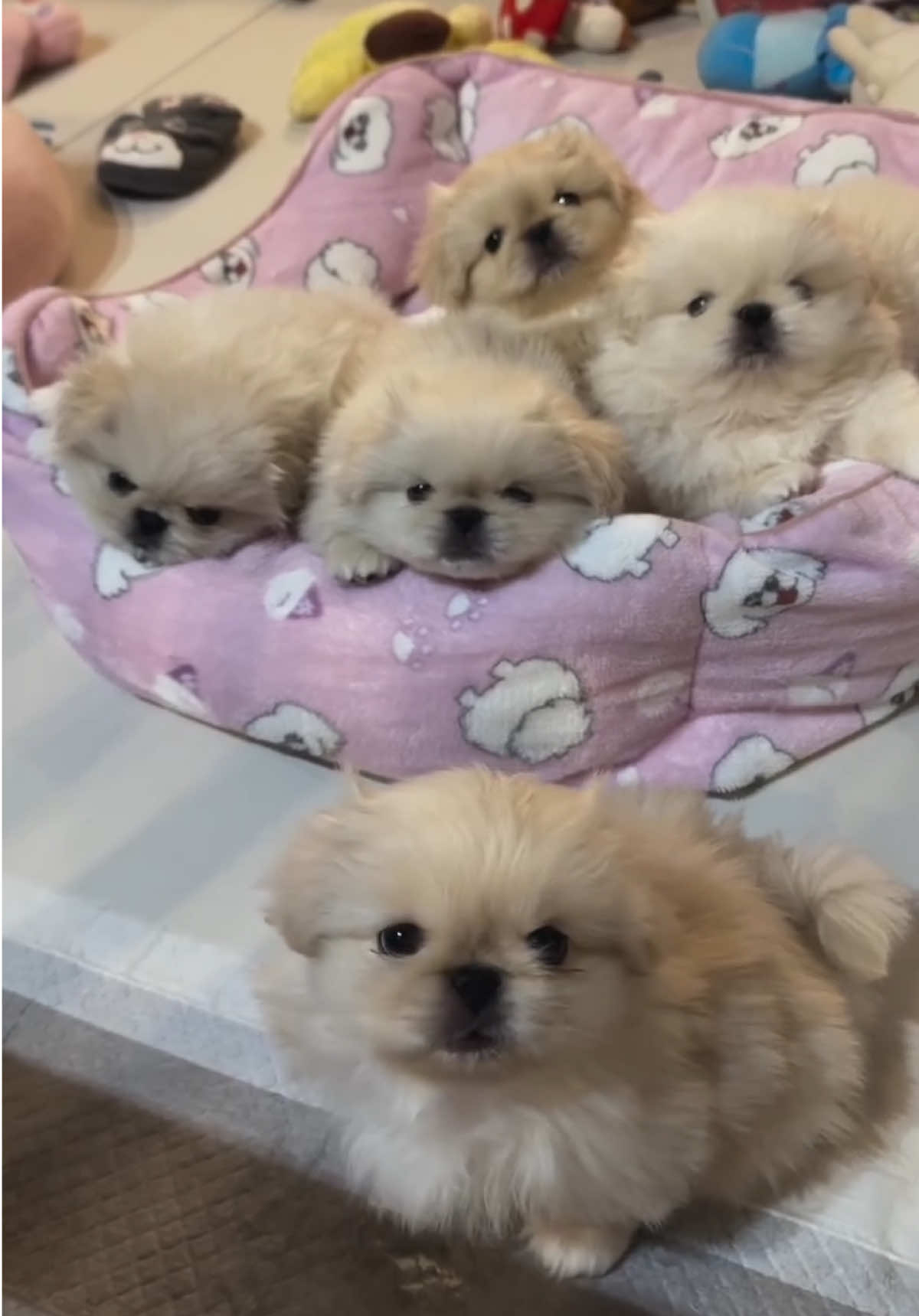 #pekingese #cutedog #pekingesedog #dogsoftiktok 