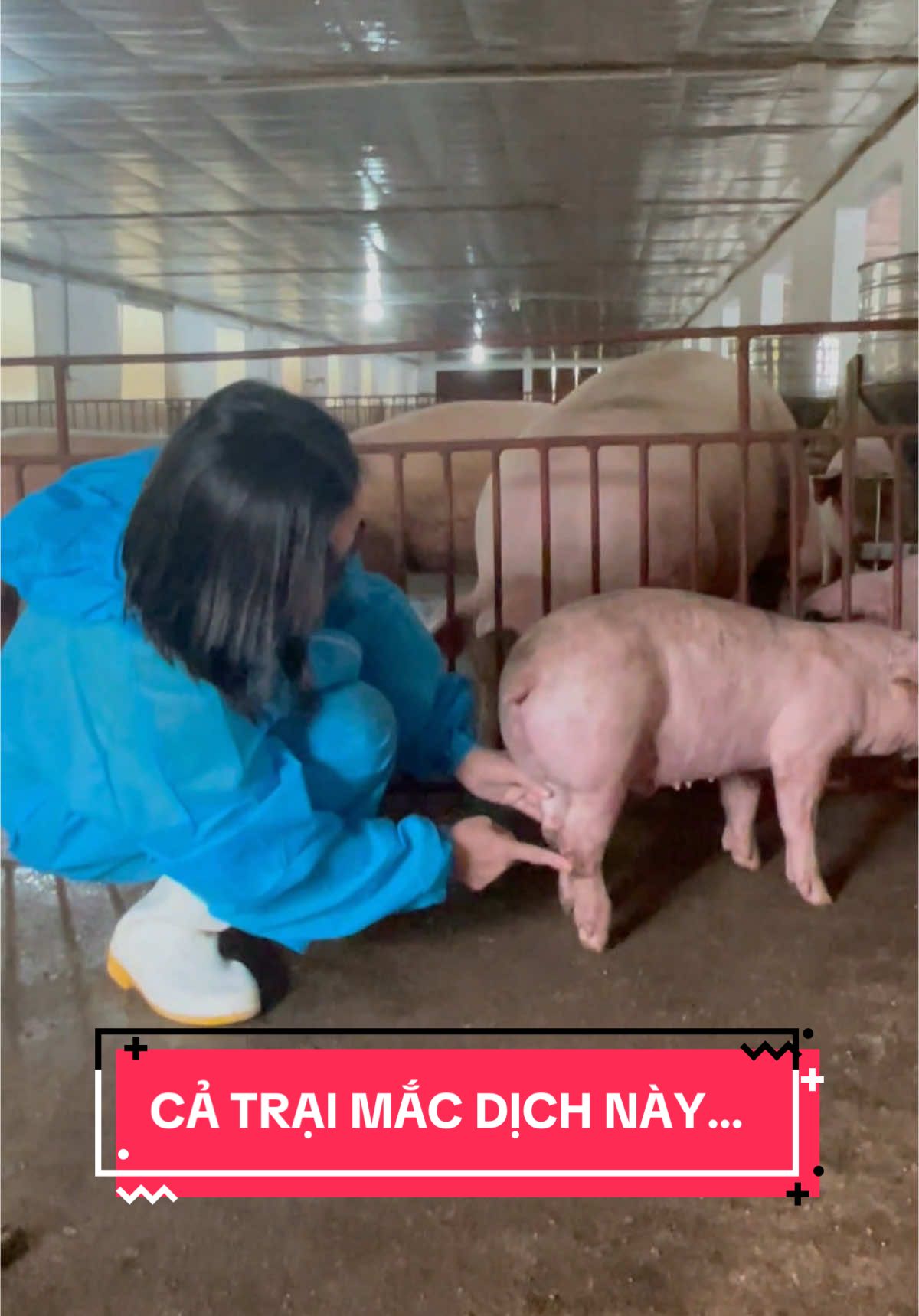 Bệnh kép Glasser + M.suis đang gây thiệt hại hàng trăm triệu ở trại chăn nuôi lớn#nguyenhoagoldvet #kythuatchannuoi #channuoi #lợn #heo #thuy #thuocthuy #glasser #mycoplasmasuis #viral #xuhuong 