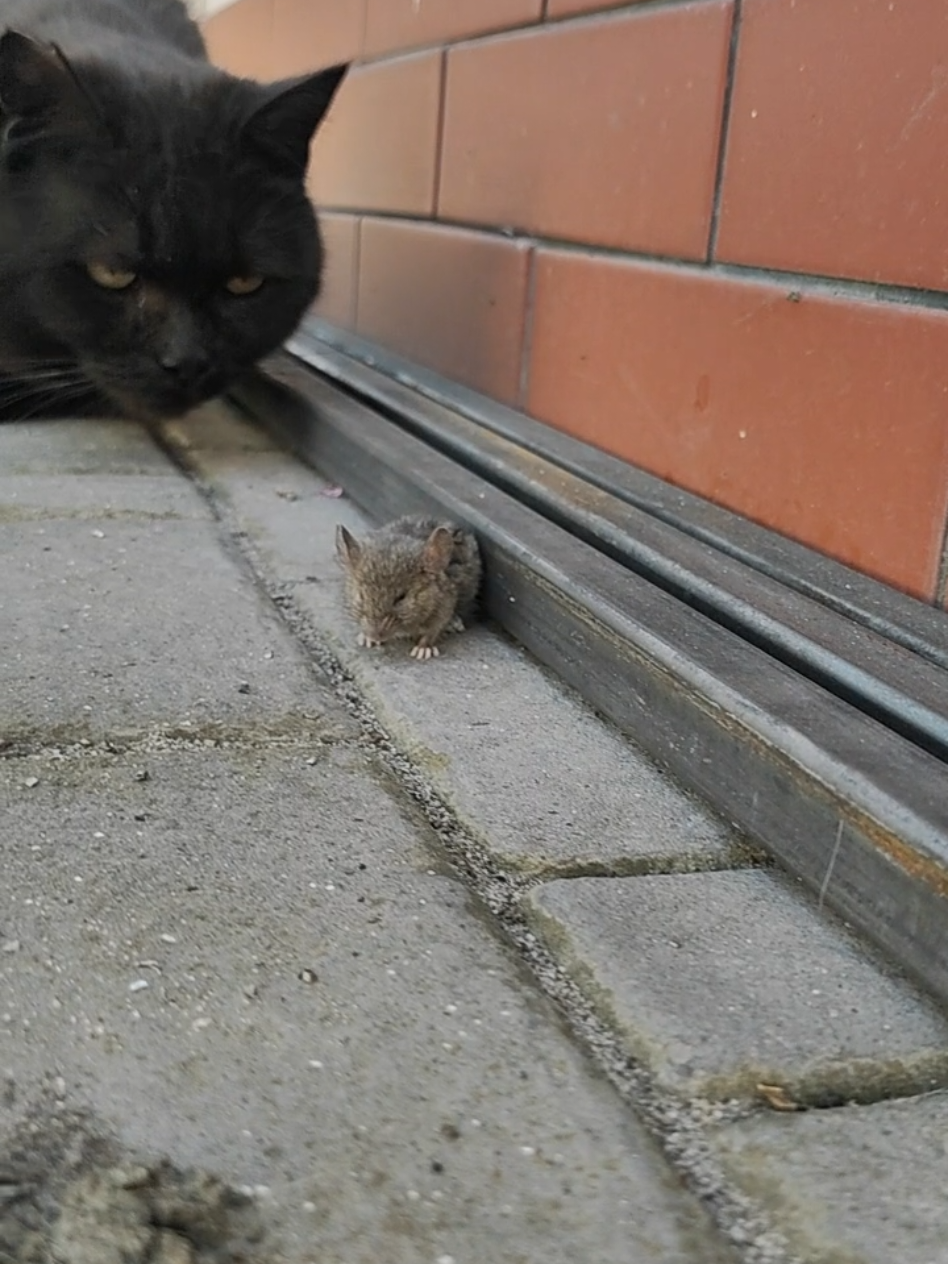 #tomandjerry 