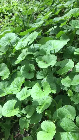Daun Pegagan/ Daun Piduh.