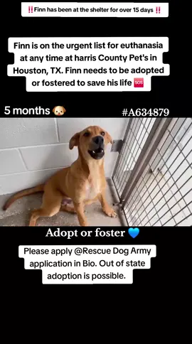 📣📣 URGENT 📣📣 Puppy Finn is on the urgent list for euthanasia ☠️ at any time 🕐 at harris County Pet's in Houston TX. This sweet boy needs to be adopted or fostered to save his life 📣🆘️🆘️🆘️🆘️📣 Please consider fostering if you are unable to adopt it would save Finns life 🙏 ❤️🙏💙🙏❤️ Name . Finn  ID #A634879  Age. around 5 months 🐶 Co kenneled ✅️ Dog friendly ✅️ If you can foster or adopt please apply @Rescue Dog Army  application in Bio ASAP.  OUT OF STATE ADOPTION IS POSSIBLE.  Please help Finn find his safe Exit out of the shelter and in to his forever loving home ❤️🏡❤️ Please message me if you have any questions.  Address  Harris County Pet's shelter.  612 Canino Rd in Houston texas.  #adopt #foster #rescue #resuedogarmy #savealife #harriscountypets #euthlist #FYP #urgentshelterdogs #dogsoftiktok #doggo #fosteringsaveslives #houston #texas #help #urgent #hero 