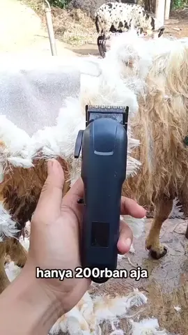 Co di keranjang kuning 👇🏻#mesincukur #mesincukurhewan #cukurhewan #dombagarut #domba #grooming #cat #masukberanda