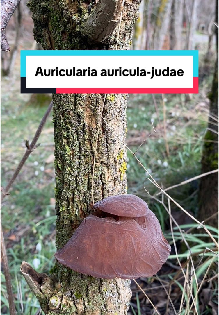 Auricularia auricula-judae - Orella de judes #ASMR #asmrsounds #seta #bolet #mushroom #fungi #fungitiktok #fungilovers #fungifreaks #nature #funghi #fungiphotography #bolets #auricularia #auriculajudae #oreja #orella #orejadejudas #judas #birdsounds