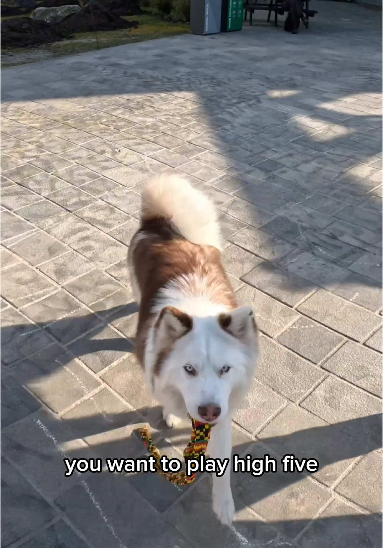 Viola just wants to play!!  #husky #play #viral #doglover #pets #dogsoftiktok #fyp #foryou #tiktok 