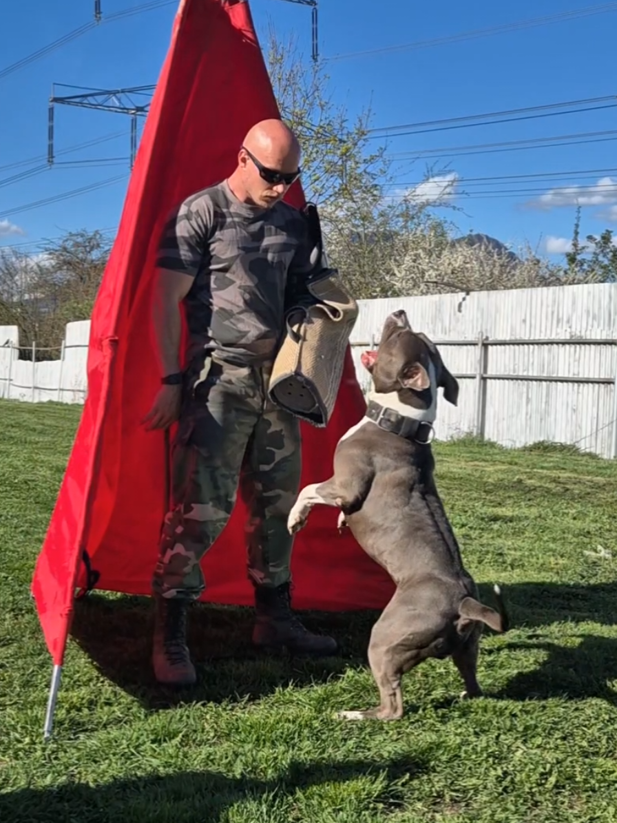 Nero 🇸🇰💯☑️ #amstaff #americanstafford #americanstaffordshireterrier #apbt #pitbullsofinstagram #k9 #ruzomberok #slovakboy #dogsport #pitbulladvocate #DogTraining #bitework #dogprotection #kosice #bratislava #igp #foryou @Nia @Amstaff Nero 