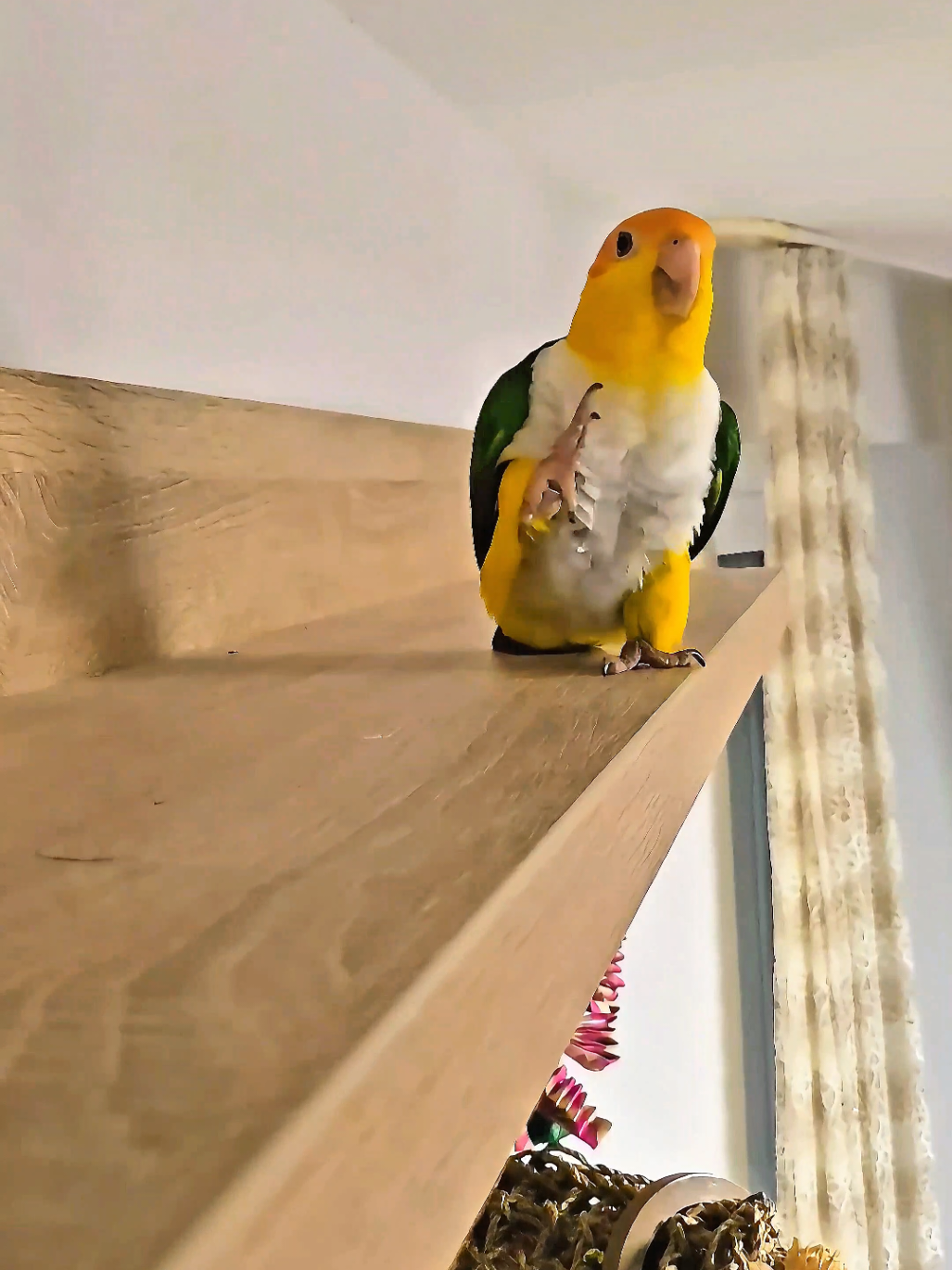 Dobby the parrot with rythm! Dobby is a marching caique and walks like soldier to steal your heart!❤️ . Did you know, that caiques are the only kind of parrots, that can march like this, because of their body type and their short tailfeathers? Not all caiques can march, but if the do its kindy funny! . . #pets #parrotlover #pet #fyp #funny #animals #dance #crazy #trend #petlover #bird 