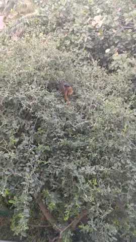 wakeing up to my friend out side my hotel room #africa #monkeys 