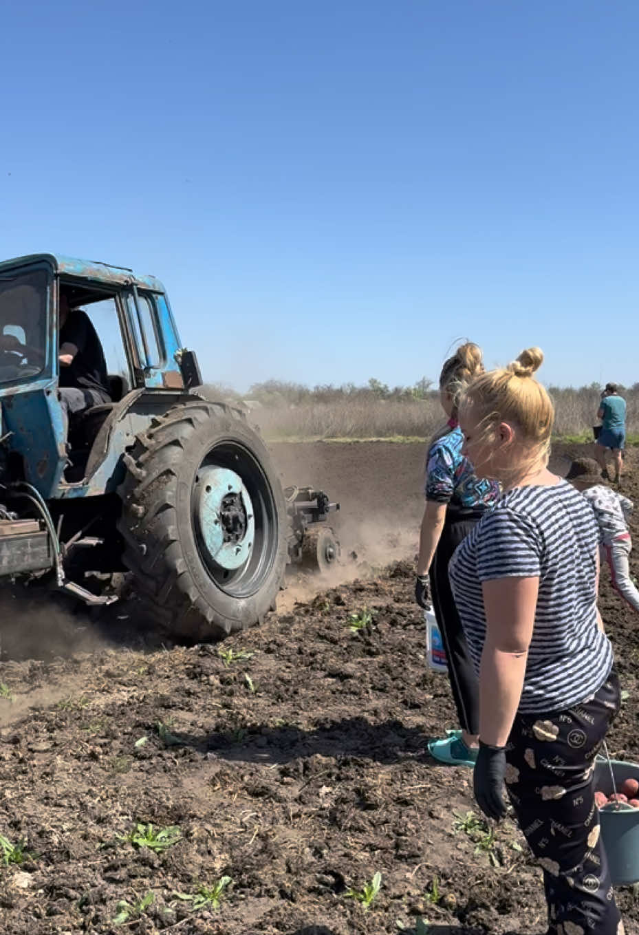 Як вам наш метод посадки в борозну? Бачили таке? Уже понад 10 років тільки так 👌 #город #село #огород 