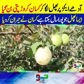 آدھے ایکڑ پر پھل لگا کر کسان کروڑ پتی بن گیا ایسا پھل جو پورا سال بکتا ہے، کسان نے حیران کردیا #NeoNews