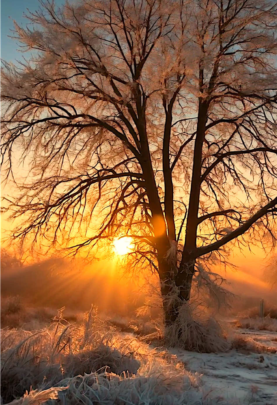 Orange Winter Dream #fyp #foru #foruyou #beautiful #positivevibes #feelinggood #beautifuldestinations #mood #moody #aesthetics #aestheticvideos #relax #relaxing #relaxation