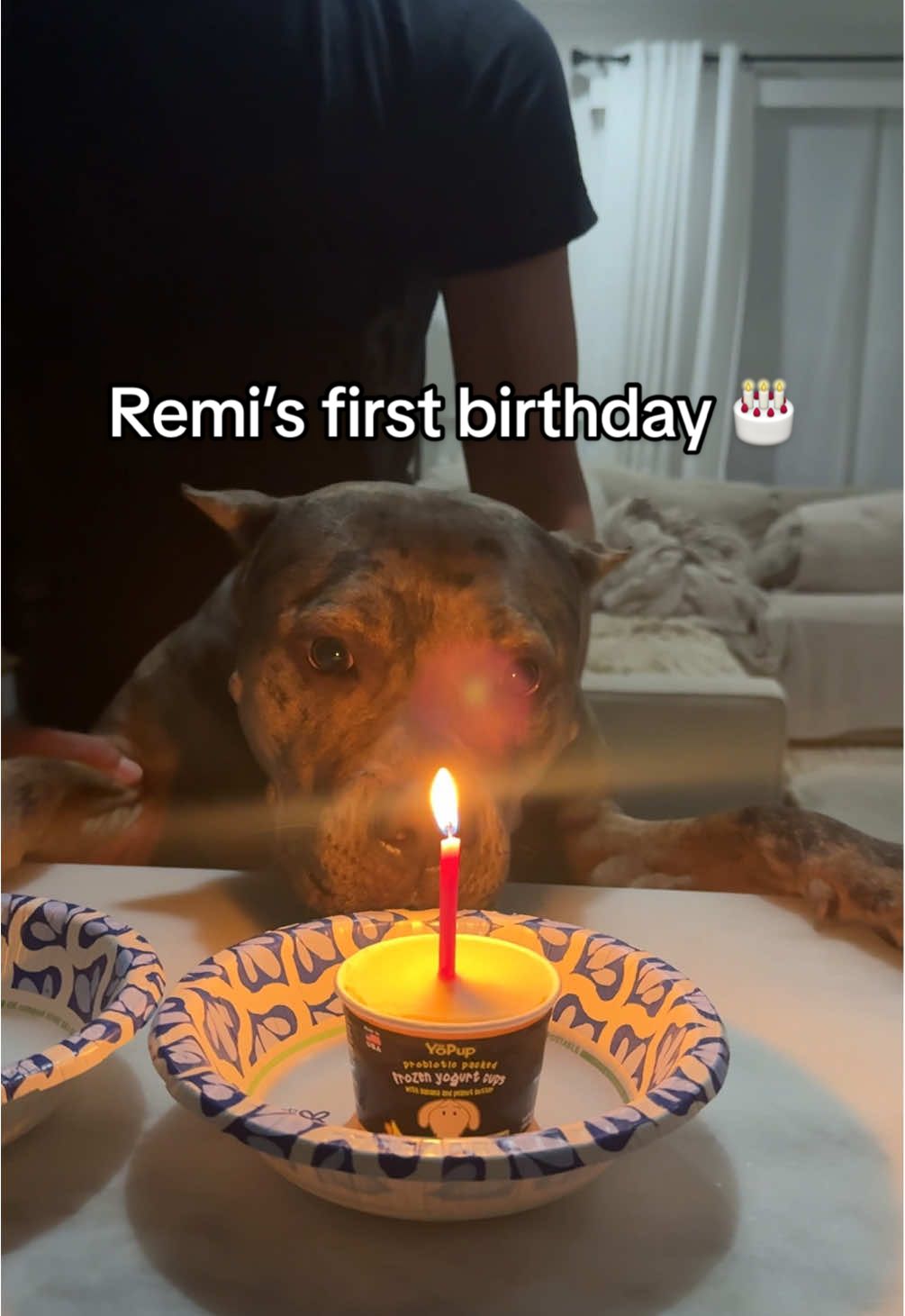 our girl turned 1 a few weeks ago 🫶🏻 had to get her McDonald’s and a little pup cup dessert (all 3 dogs got a pup cup thing lol) #xlamericanbully #americanbully 