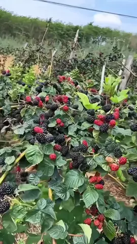 #cultivo #mora #blackcherry #cultivodemora #moro #cosecha