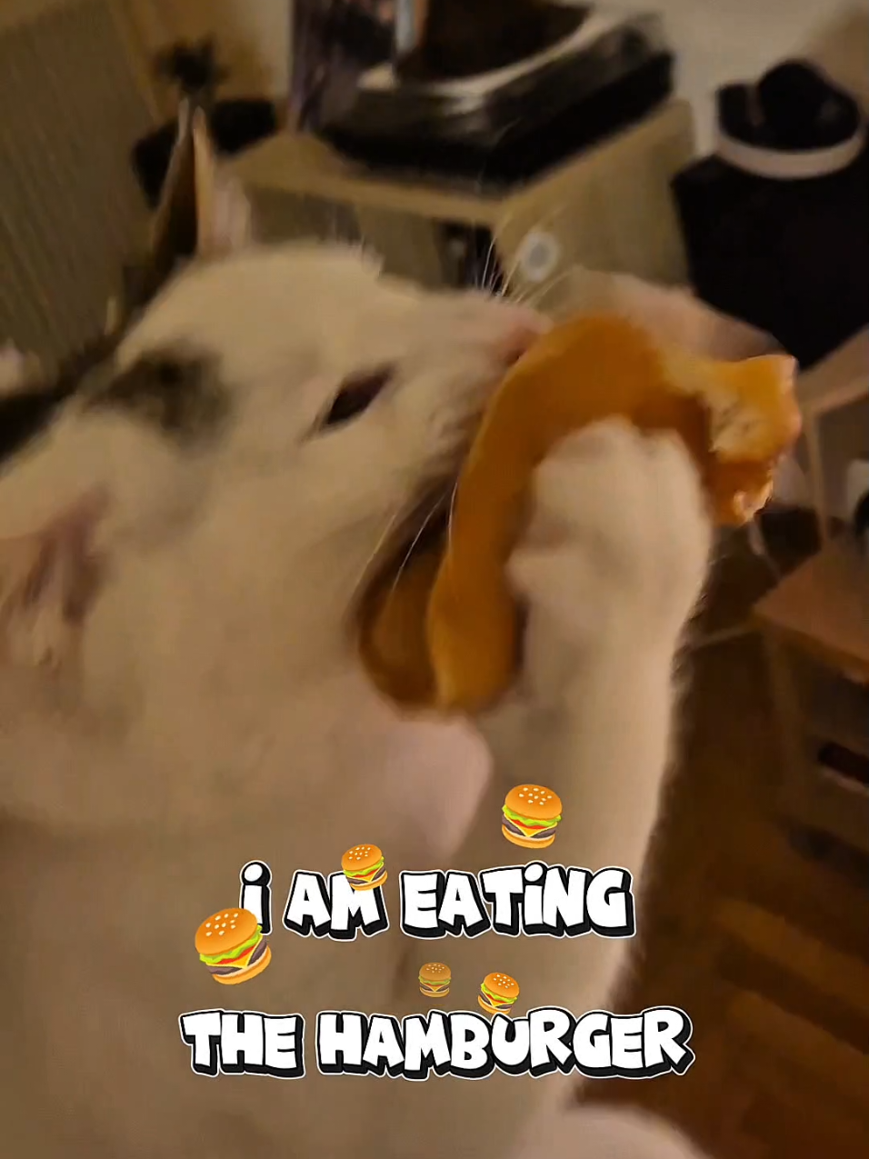 I am eating the hamburger 🍔 (cat version - 3) #sillycat #funnycats #hamburger 