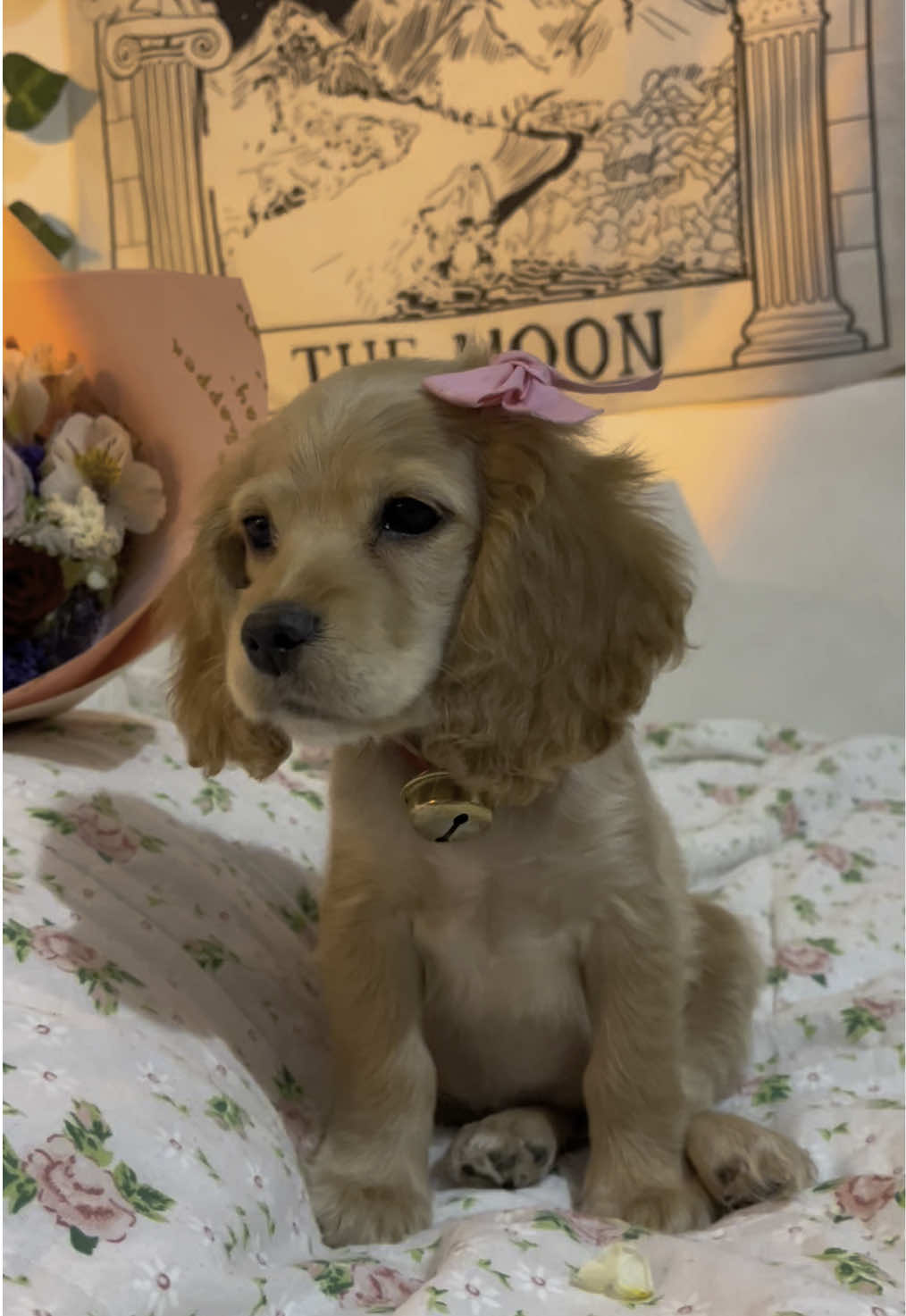 de cuando mi bebé era una bebé 🥹🩷 #cockerspaniel #cockerspanielpuppy #puppylove #coquette #fyp #petlover #cockerlove #cutebaby 