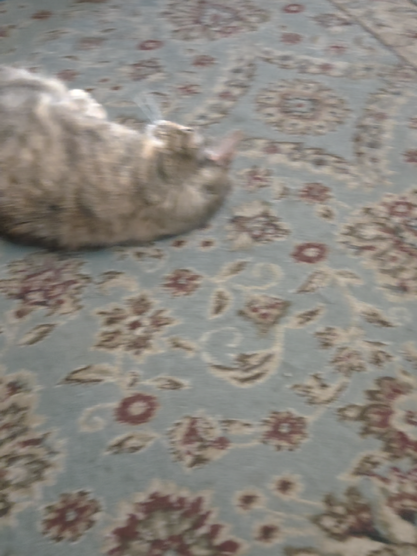 #eastereggs #easteregghunt #kitty #cat 