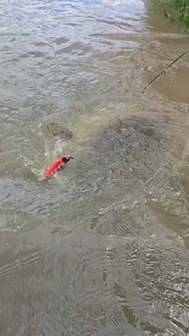 #fishing #pesca #wedcarstvo #catfish #siluro 