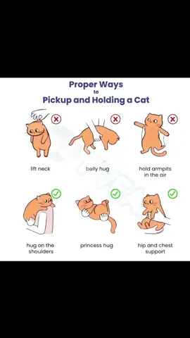 This is how to hold your cat properly:)) #catsoftiktok #safety #catsafety #fyppppppppppppppppppppppp 