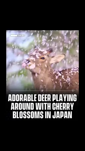 In the heart of Japan’s cherry blossom season, adorable deer can be seen relishing the delicate blooms; gently nibbling on petals, leaves, and tender branches. 🌸🦌 Amid the soft pink scenery, they wander through the trees, brushing past falling blossoms and adding a touch of wild charm to the beauty of spring.😍 Looking for a page that  posts the best viral videos? This page is definitely for you 🦌 #RoadTo18Million #Pubity  (Via: IG/@ym.nara_mislin)