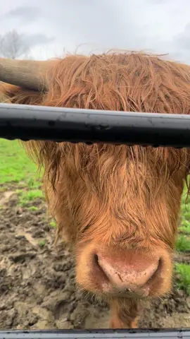 I finally got to see one up close, in real life 🤣😭 they are so cute!!!!!!! #highlandcows #cowsoftiktok #holycow #ginger #babycow #fyp #trending #weddingtiktok #standingrockfarms #chickensoftiktok #chickens #farm 