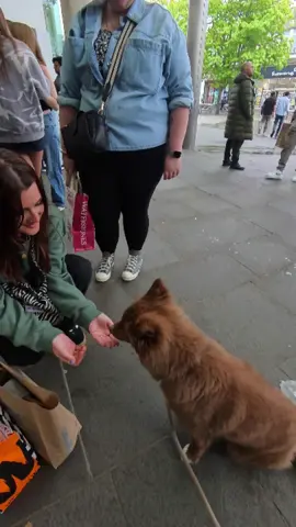 Reactions to my Dog #dog #dogreaction #publicreaction #dogsoftiktok #petreaction #fyp #pov #dogtok #puppyreaction