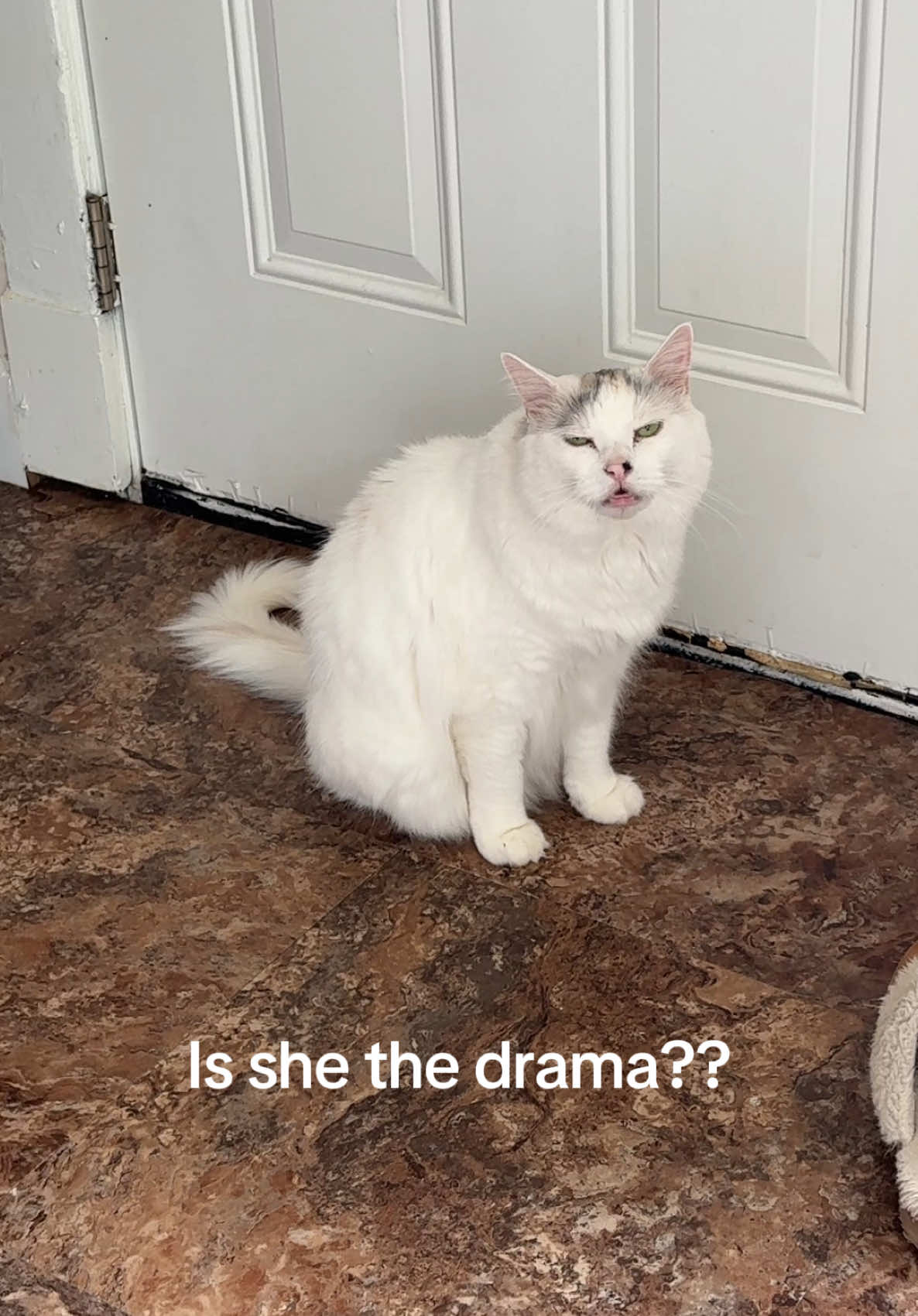 #dramatic #catsoftiktok #cat #fyp #cattok #drama 