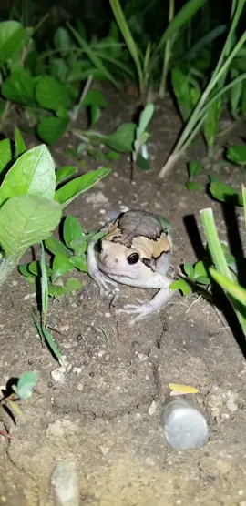 Chubby frog🐸 #shorts #animals #frog #toad