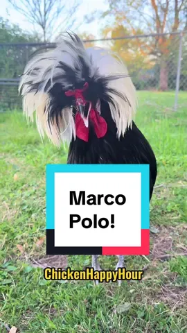 Marco?!!! Polo?! #marco #marko #marcopolo #rooster #funnyanimals #memestiktok #chickensoftiktok #chickenhappyhour  