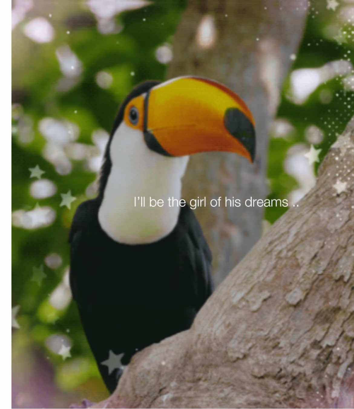 Forever associate toucans with me thanks #bostondexter #toucan #toucantok #toucanedit #cuteedit #cute #bird #birdsoftiktok #maybewellmeetatabar 