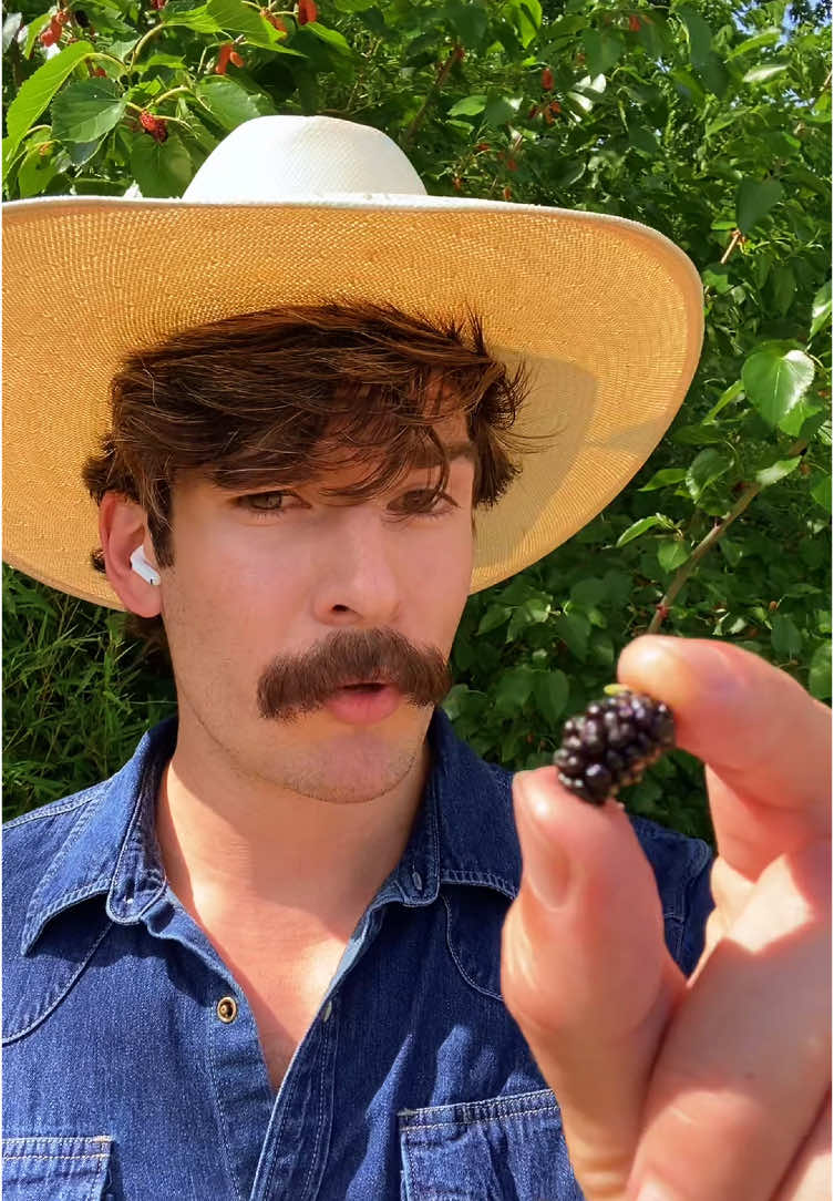 Mulberry Madness