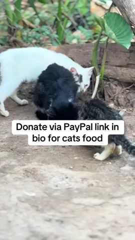 Donate via PayPal link in bio for cats food#help #fyp #catsoftiktok #tiktokviral @rubyramosnavarro #cats #pets #kitten #rescuekittens #views #catslovers 
