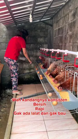 Lanjutkan…!!! #kandangayam #ayampetelur #kandanggalvanis #kandangbaterai #kandangminimalis #rapi #bersih #skalarumahan 