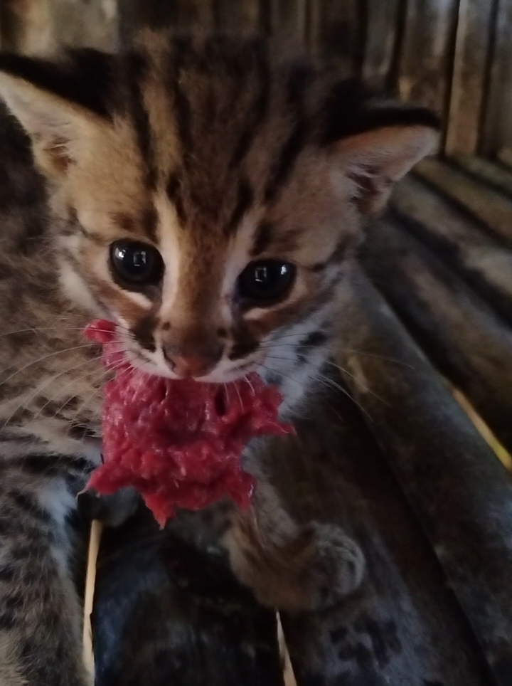 Daging tupai giling, pakan bebi kucing hutan #catlover #kucinghutan #cat  anakan kucing hutan sering terlantar di ladang tanpa indukannya dan sering ditemukan petani, saya biasa mengevakuasi anakan kucing hutn ini ke rumah sementara yg sy buat, lalu anakan kucing hutan ini sy lepasliarkan ketika sudah dewasa. cek di YouTube sy utk lebih jelasnya.