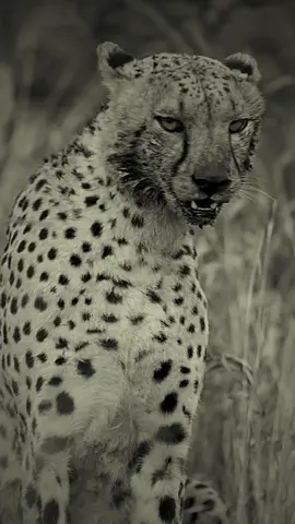 cheetah & leopard “♠️” … design gg.king.account … #cheetah #leopard #animal #ggkingaccount #foruyou 