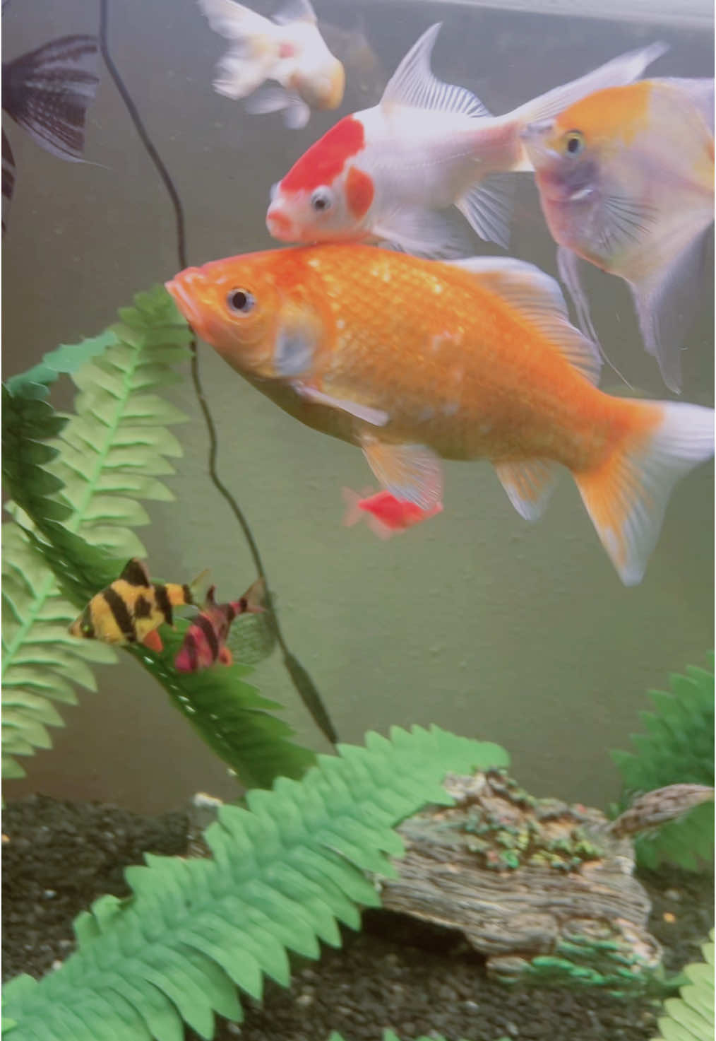 Who else have a goldfish that they won from the fair? because how long they supposed to live because this fish is getting on my nerves ##fyp#g#goldfishg#goldfishclubf#fishf#fishtokf#fishtank