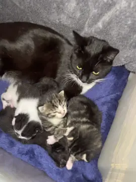 Cute kittens #2025 #adorable #joy #kittensoftiktok #viral#animallover #cattiktok 