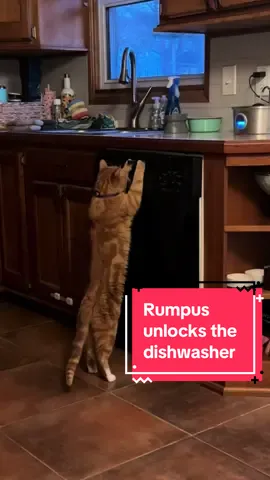 Rumpus unlocking our dishwasher (I finally have proof!) #cats #cattok #orangecat 