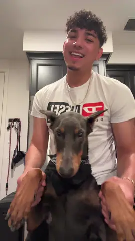 Quieria estar en el tiktok miss Amira 🩶 #doberman #fyp #bored #latino 