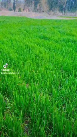 پشتون#پشتون_تاجیک_هزاره_ازبک_زنده_باد🇦🇫 #CapCut #1000kveiw🤘🏿🤘❤️🖤 #TigraAfghan415🇦🇫 