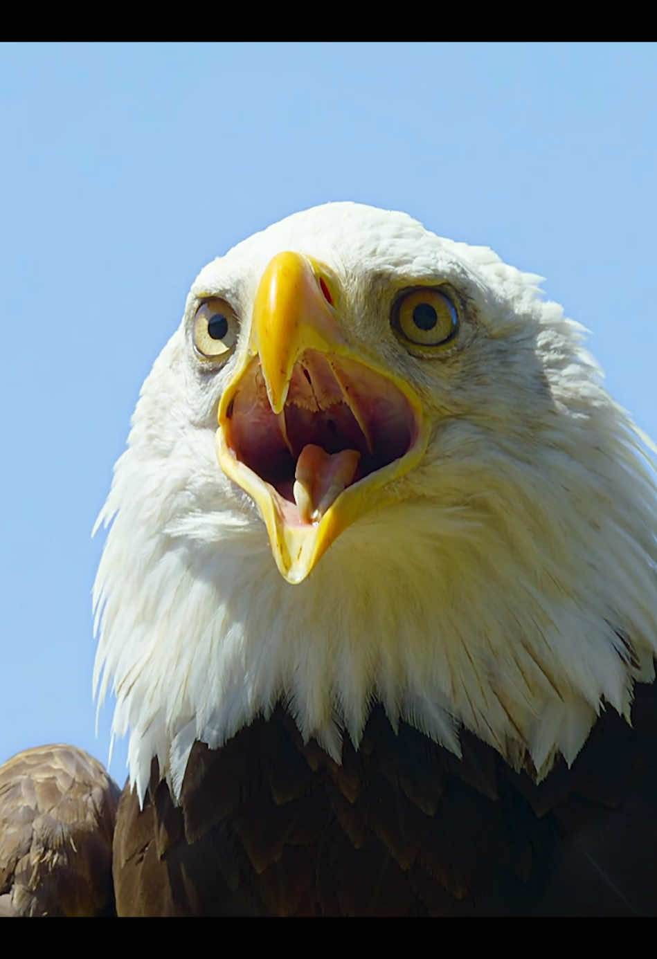 #eagle #wildlife #osprey #animalslifestyle #nature #foryour 