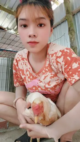 thái Mỹ 2kg3.50