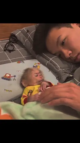 #creatorsearchinsights Baby monkey Moon wanted to drink milk and asked her father for. #monkey #babymonkey #cutemonkey #smartmoney #monkeymoon #monkeylife #petmonkey #monkeysoftiktok #animals #usa_tiktok 